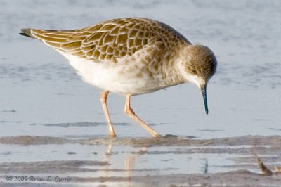 Sandpipers, Phalaropes, and Allies (Scolopacidae)