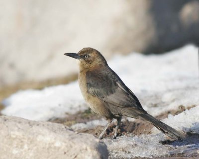 Blackbirds (Icteridae)