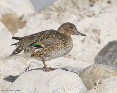 Green-winged-Teal IMG_6236.jpg
