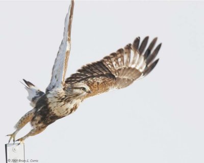 Rough-legged Hawk (light juvenile) IMG_6294.jpg