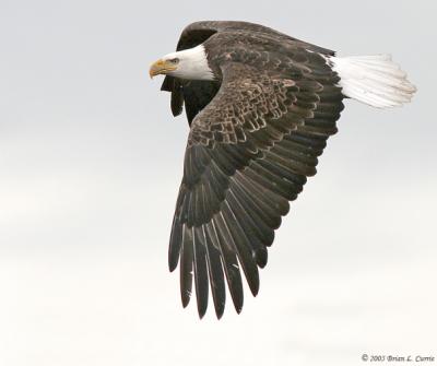 Bald Eagle (20D) IMG_2000.jpg