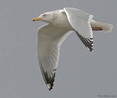 Herring Gull (20D) IMG_1774.jpg