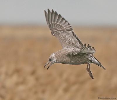 Herring Gull (2nd winter) (20D) IMG_1777.jpg