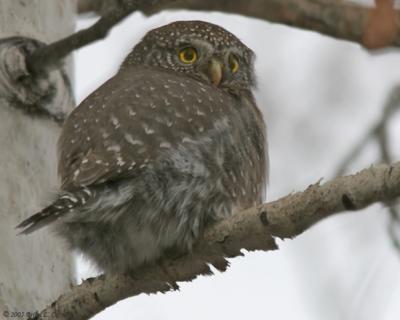 Typical Owls (Strigidae)