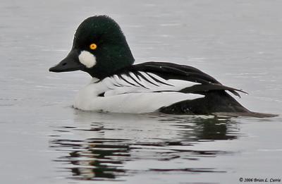 Common Goldeneye (20D) IMG_1497.jpg