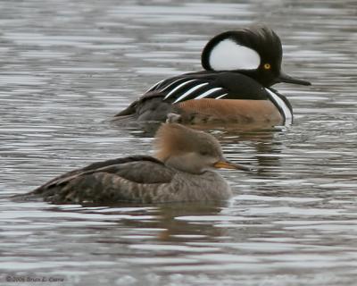 Hooded Mergansers (male and female) (20D)IMG_1475.jpg