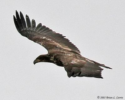 Bald Eagle (immature - 1st  year) (20D) IMG_6920.jpg