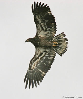 Bald Eagle (immature - 1st  year) (20D) IMG_7052.jpg