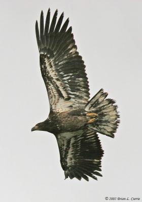 Bald Eagle (2ndyear) (20D) IMG_7053.jpg