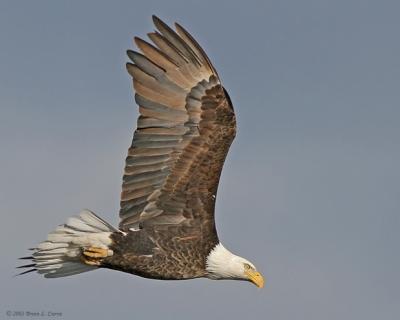 Bald Eagle (20D) IMG_7086.jpg
