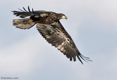 Bald Eagle (immature - 1st  year) (20D) IMG_7164.jpg