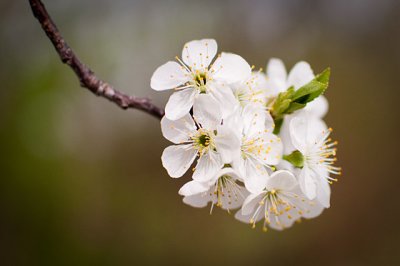 20100407-_DSC0867-Edit.jpg