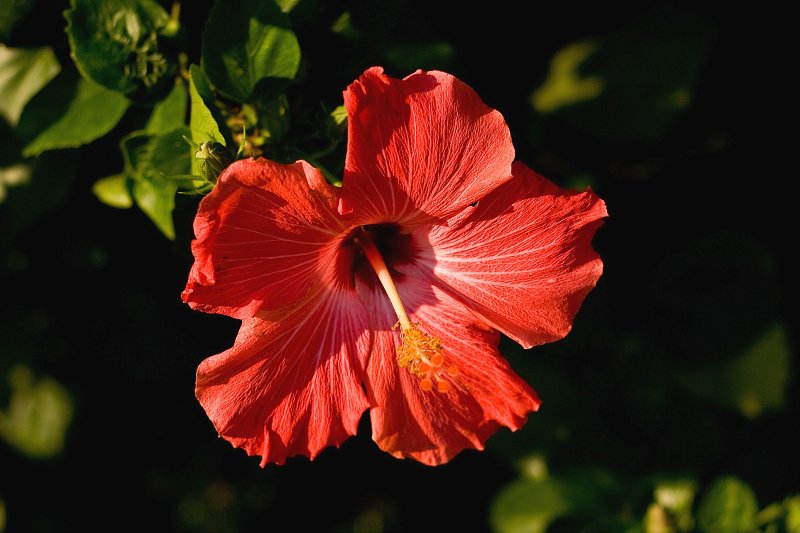 Still in bloom...