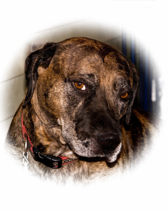 Waylon