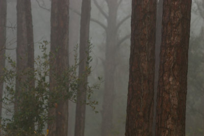 Fog.jpg
