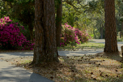 Bike Path.jpg