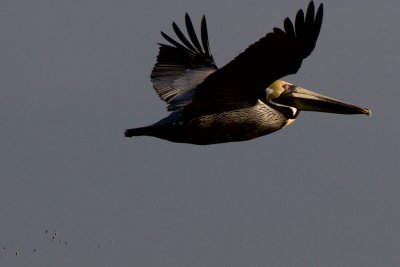 Pelican Flying.jpg