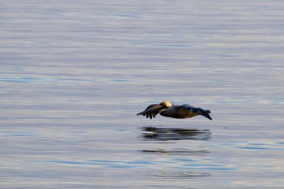 Pelican Flying Low.jpg