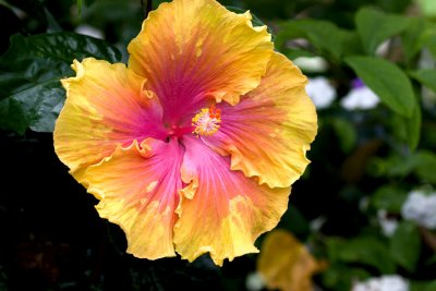 Hibiscus.jpg