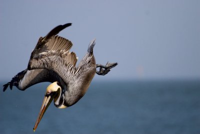 Pelican_Diving.jpg