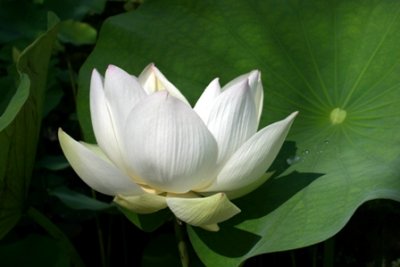 Bali White Lotus