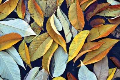Lithia Leaves
