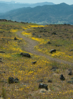 yellow-path-road.jpg