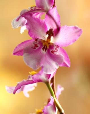 5D Orchid