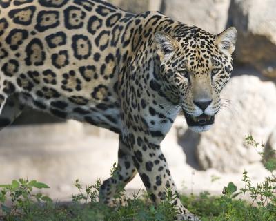 Jaguar