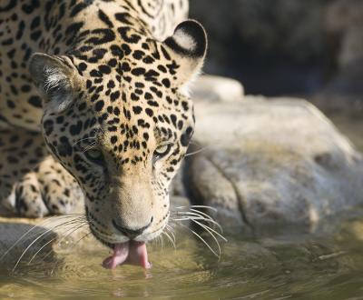 Thirsty Jaguar