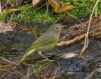 Nashville Warble-female/juvenile?