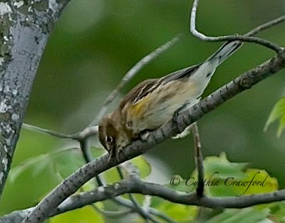 Yellow-rumped Warbler female/juvenile