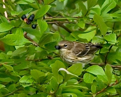 Yellow-rumped Warbler female/juvenile