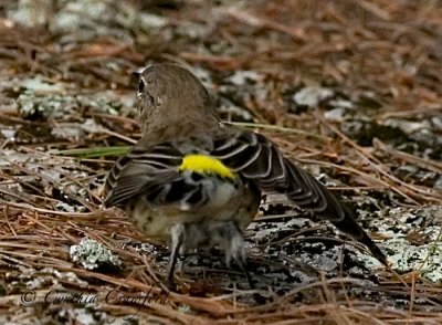 Yellow-rumped Warbler female/juvenile