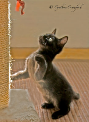 Kitten Photos-Pinot Noir