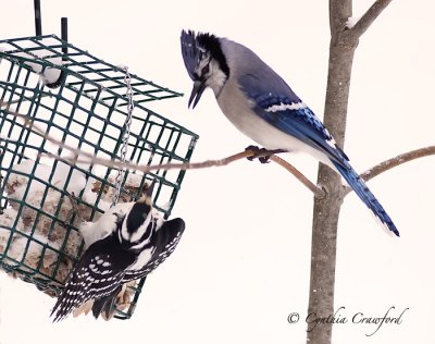 Blue Jay and Hairy encounter