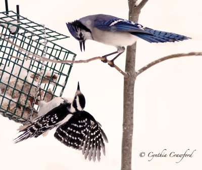 Blue Jay and Hairy negotiations