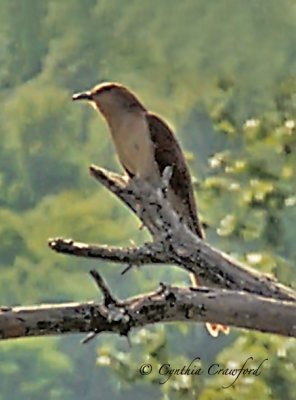 Black Billed Cuckoo in Vermont