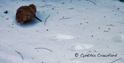 Mink footprints with Poplar Leaf