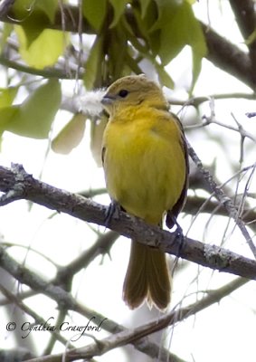 Orchard Oriole-Female with Feather 2