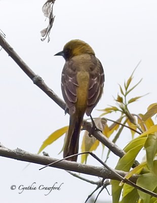 Orchard Oriole-Immature Male 3