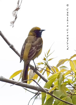 Orchard Oriole Immature Male-2