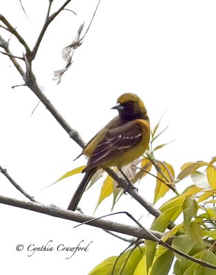 Orchard Oriole-Immature Male