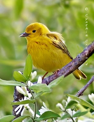 Yellow Warbler-male perching