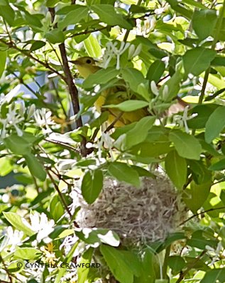 Yellow Warbler female and nest