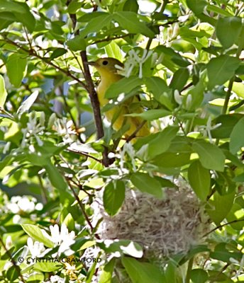 Yellow Warbler-female building nest