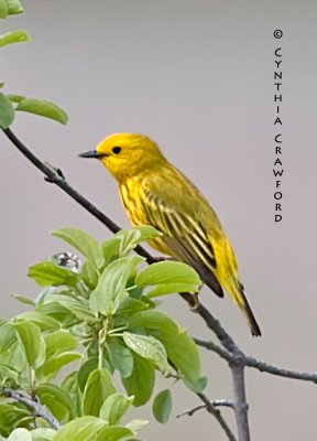 Yellow Warbler male