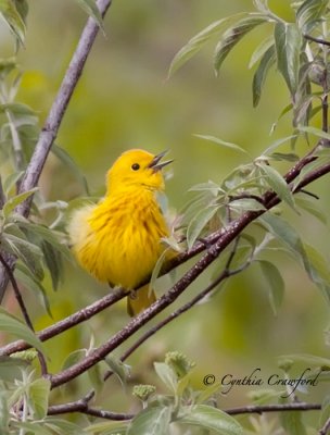 Yellow Warbler-male- Singing