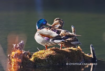 Mallard Love-3