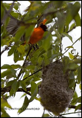 Baltimore Oriole-male and nest